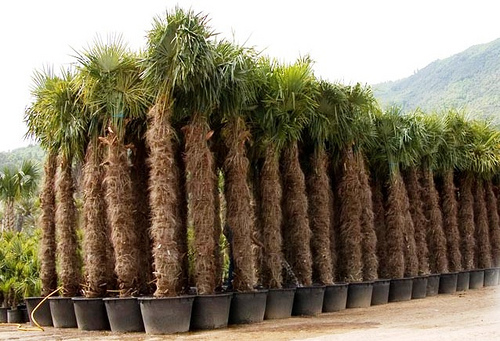 نخل آسیابی (شبیه به آسیاب بادی)